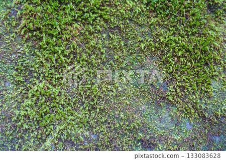 苔蘚岩石表面背景影像 133083628