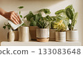 Cleaning and caring for green houseplants in ceramic pots. Fresh foliage and indoor greenery for home decor inspiration 133083648
