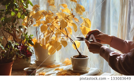 Trimming yellow leaves of potted plant near sunny window. Autumn cozy home garden. Seasonal plant care, pruning and indoor greenery maintenance concept Trimming yellow leaves of potted plant near sunny window. Autumn cozy home garden. Seasonal plant care, pruning and indoor greenery maintenance concept 133083649