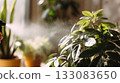 Hand spraying water mist on glossy green houseplant leaves in warm sunlight. Indoor plant care concept with natural light, hydration and home gardening 133083650