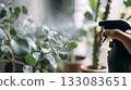 Fresh green leaves being misted with water spray in cozy home interior. Healthy indoor plants 133083651