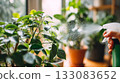 Hand misting houseplants near bright window. Dewy leaves and sunlight create serene and refreshing home gardening atmosphere. Indoor nature care and wellness vibe 133083652
