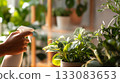 Gentle spray of water on lush green houseplants. Moist leaves shimmer in sunlight, symbolizing freshness, humidity and daily care in cozy home environment 133083653