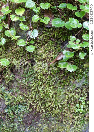 Moss and ivy-covered rocks 133083740