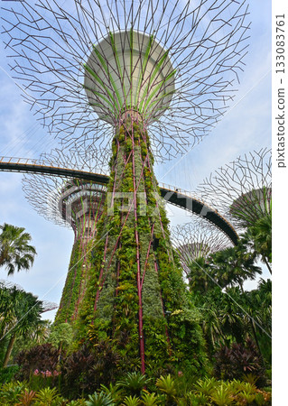Supertrees at Gardens by the Bay, Singapore 133083761