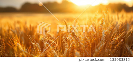 Golden wheat field glowing in sunset light Golden wheat field glowing in sunset light 133083813