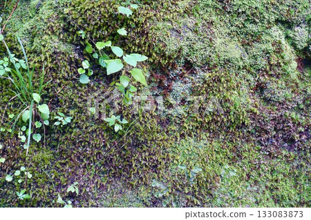 長滿苔蘚和常春藤的岩石 133083873