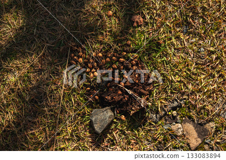 Bear droppings after eating nuts 133083894