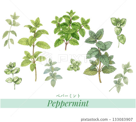 Illustration material of peppermint, essential oil & aroma Illustration material of peppermint, essential oil & aroma 133083907