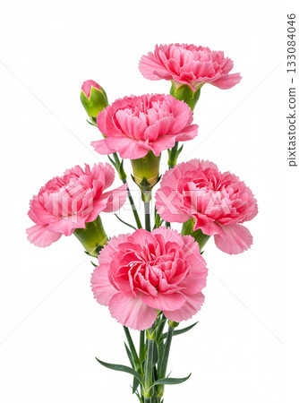Pink Carnations Isolated on White Background Pink Carnations Isolated on White Background 133084046