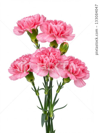 Pink Carnations Isolated on White Background 133084047