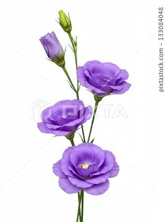 Purple Lisianthus Flowers Isolated on White Background Purple Lisianthus Flowers Isolated on White Background 133084048