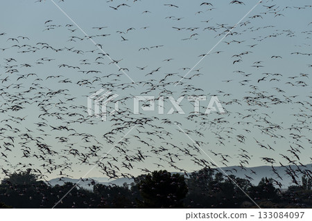 Albufera Aviary: Flamingo Haven on Land and Water 133084097