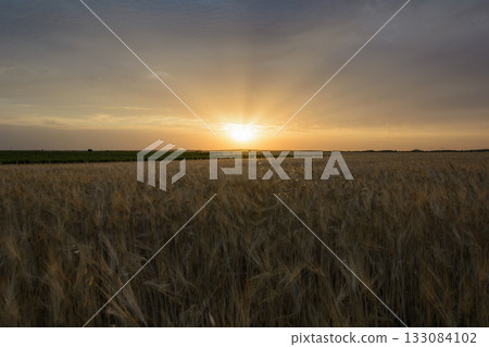 Wheat Field at Sunrise with Radiant Orange Glow 133084102