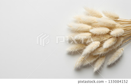 Soft Beige Dried Flowers on White Background 133084152