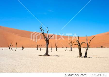 Ancient trees Deadvlei Sossusvlei, Namibia 133084162