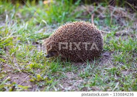 hedgehog in the green grass hedgehog in the green grass 133084236