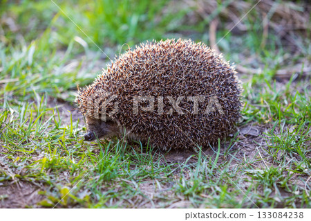 hedgehog in the green grass hedgehog in the green grass 133084238