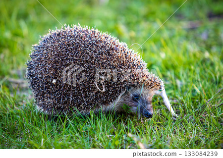 hedgehog in the green grass hedgehog in the green grass 133084239