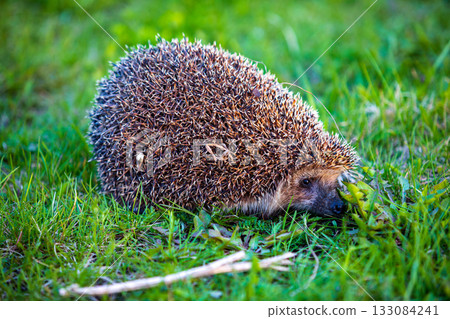 hedgehog in the green grass hedgehog in the green grass 133084241