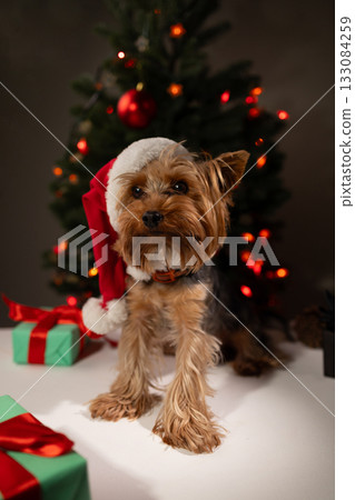 Creative Dog Postcard Cover for Christmas and New Year Holiday Celebrations Creative Dog Postcard Cover for Christmas and New Year Holiday Celebrations 133084259
