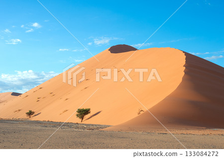 desert trees dunes. Sossusvlei, Namibia desert trees dunes. Sossusvlei, Namibia 133084272