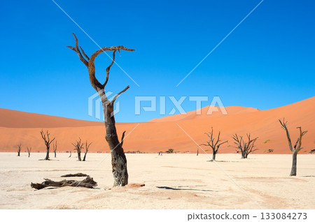 Ancient trees Deadvlei Sossusvlei, Namibia 133084273