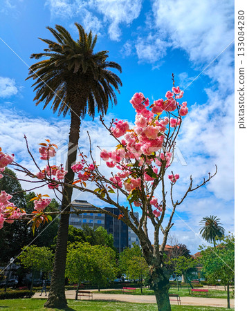 blossom tree spring park Porto blossom tree spring park Porto 133084280