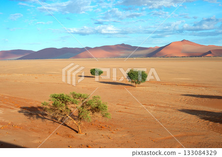 desert trees dunes. Sossusvlei, Namibia 133084329