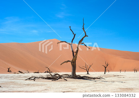 Ancient trees Deadvlei Sossusvlei, Namibia 133084332