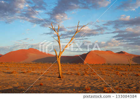 desert trees dunes. Sossusvlei, Namibia 133084384