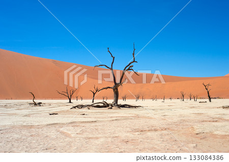 Ancient trees Deadvlei Sossusvlei, Namibia 133084386