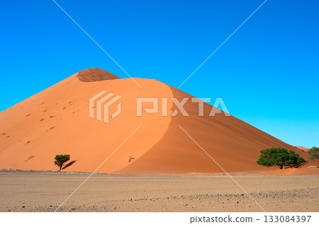 desert trees dunes. Sossusvlei, Namibia desert trees dunes. Sossusvlei, Namibia 133084397