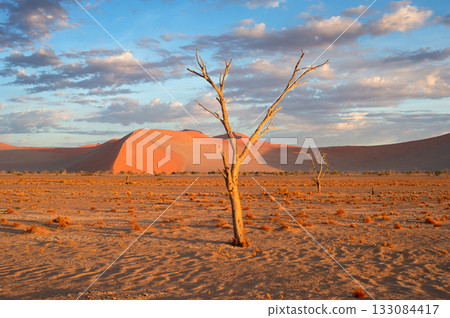 desert trees dunes. Sossusvlei, Namibia 133084417
