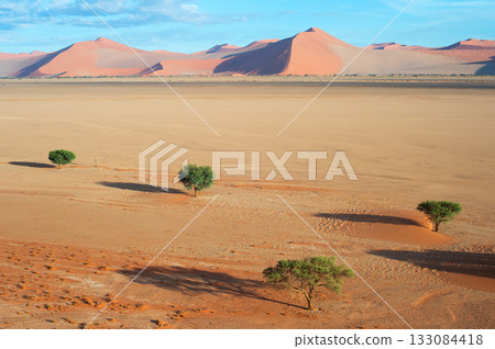 desert trees dunes. Sossusvlei, Namibia desert trees dunes. Sossusvlei, Namibia 133084418
