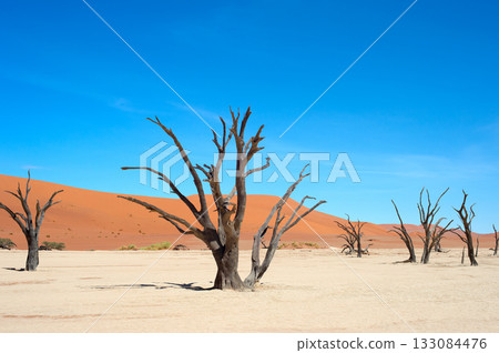 Ancient trees Deadvlei Sossusvlei, Namibia 133084476