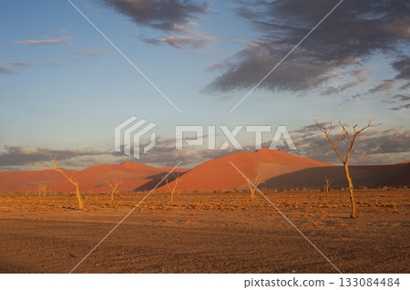 desert trees dunes. Sossusvlei, Namibia 133084484