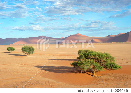 desert trees dunes. Sossusvlei, Namibia desert trees dunes. Sossusvlei, Namibia 133084486