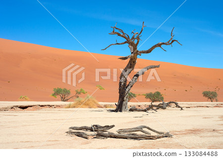 Ancient trees Deadvlei Sossusvlei, Namibia Ancient trees Deadvlei Sossusvlei, Namibia 133084488