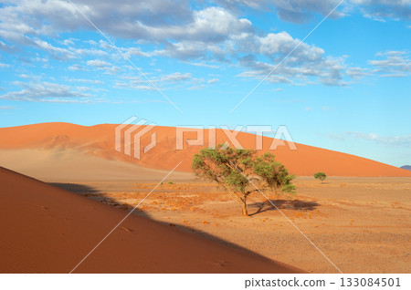 desert trees dunes. Sossusvlei, Namibia 133084501