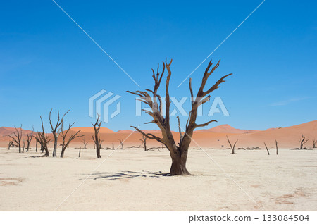 Ancient trees Deadvlei Sossusvlei, Namibia 133084504