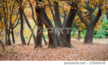 Trees with autumn leaves scattered on the ground. 133084548