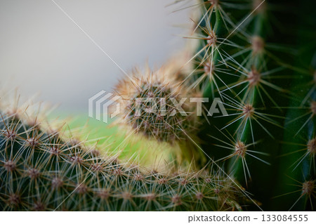 Detailed look at spines and growth on cactus plant 133084555