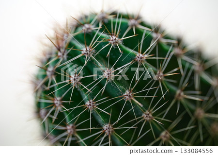 Detailed look at spiky green cactus with vibrant texture 133084556