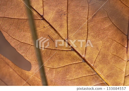 Close-up of a textured brown leaf in autumn color. Close-up of a textured brown leaf in autumn color. 133084557