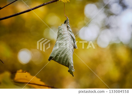 A leaf sways gently on a branch during fall. A leaf sways gently on a branch during fall. 133084558