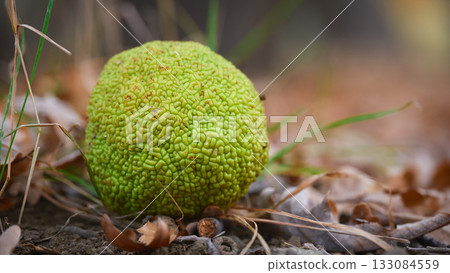 Maclura pomifera or osage orange close up. High quality photo 133084559