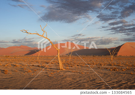 desert trees dunes. Sossusvlei, Namibia 133084565