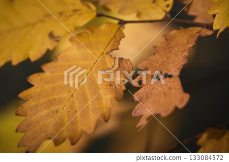 Close view of autumn leaves with rich colors. Close view of autumn leaves with rich colors. 133084572