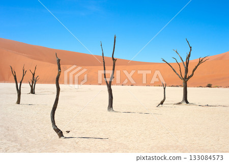 Ancient trees Deadvlei Sossusvlei, Namibia Ancient trees Deadvlei Sossusvlei, Namibia 133084573